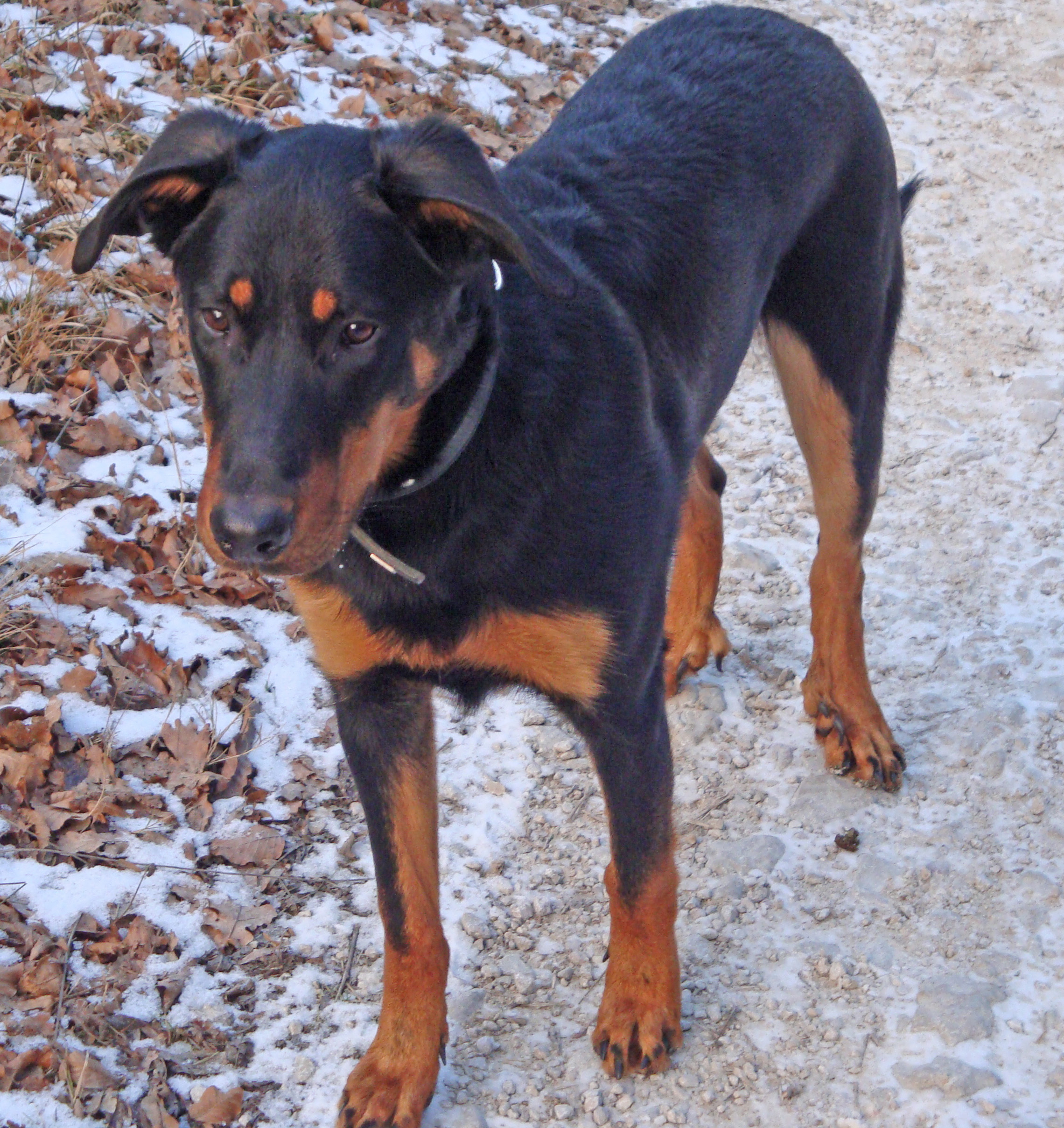  domainedelalicorne.fr photo chien beauceron photo chiot beauceron Elevage de beauceron chiot beauceron pure race élevage du clos de la licorne elevage des gardiens de la licorne elevage beauceron noir et feu authentique gros gabarits élevage de Beauceron familial sérieux et qualité domainedelalicorne.fr suivi des chiots conseil d’éducation chiot propre bas rouge santé caractère spécialiste du beauceron noir et feu ou arlequin chien rustique berger de France  nos chiots sont élevés avec amour et attention notre passion au service de la qualité Beauceron de qualité et sportif domaine de la licorne 04380 BARRAS élevage en liberté éleveur berger de beauce élevage de beauceron de travail 06 11 20 51 93 site domainedelalicorne.fr mail domainedelalicorne@gmail.com